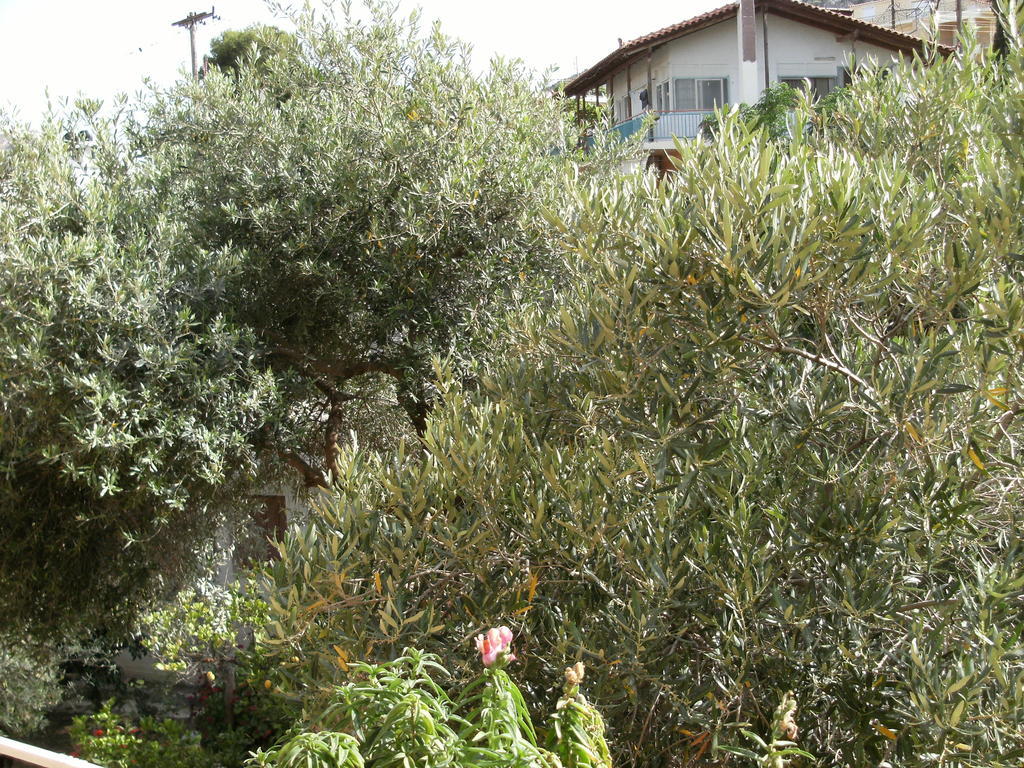 Katerina Hotel Tolo Bagian luar foto